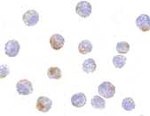 Antibody product image
